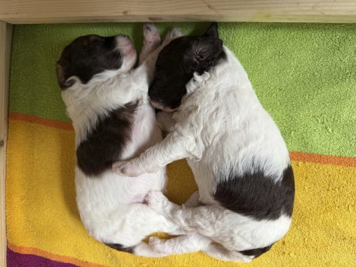 2 Wochen