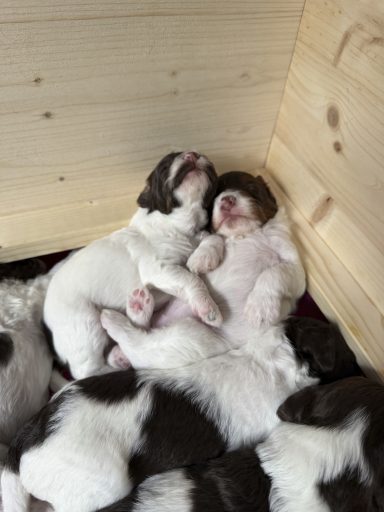 3 Wochen