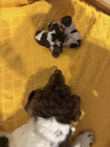 Ein Hund betrachtet einen kleinen Welpen auf einer gelben Decke.